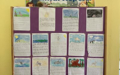 Animal Reports